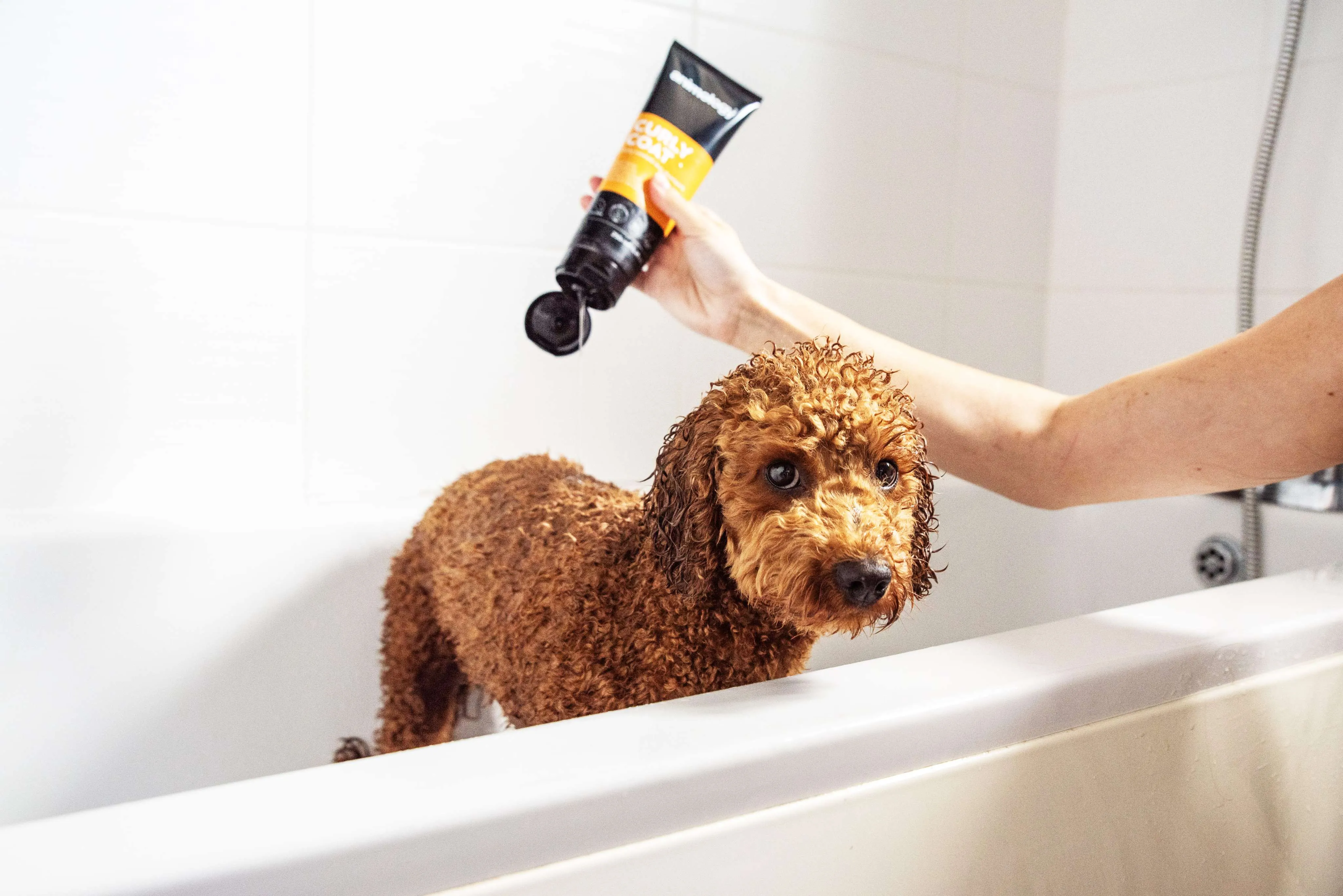 Curly Coat Dog Shampoo 250ml